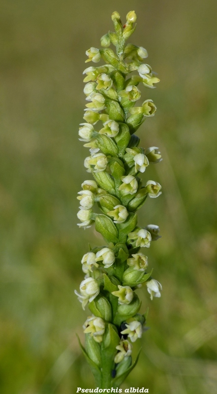 Monte Doro e Cima della Laghetta, le orchidee e i loro ambienti - luglio 2025.